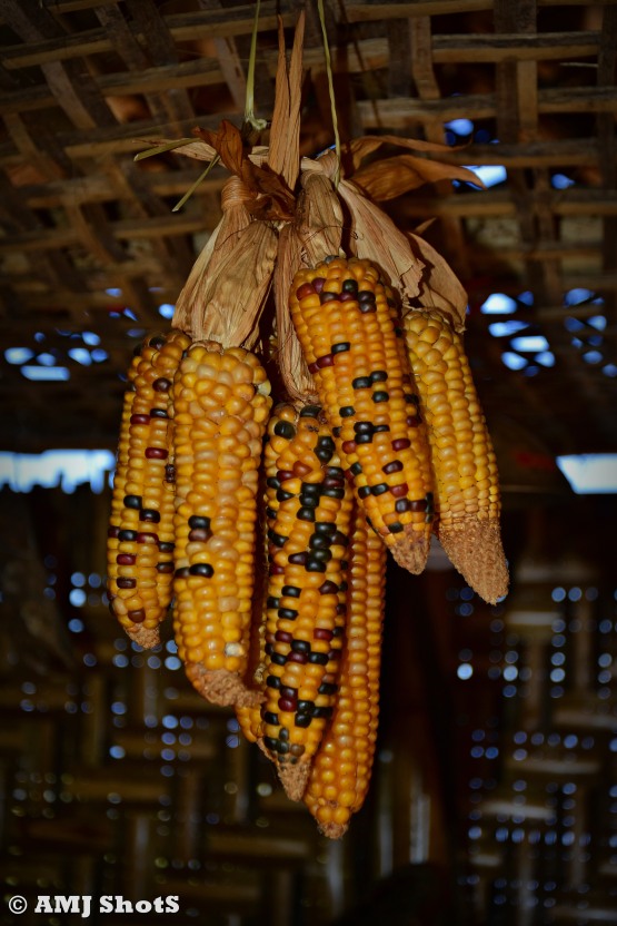 DSC_3795 Stalk of Corn seeds.